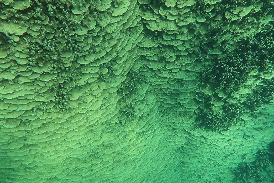 Top Down View Of The Coral Wall (left), With A Researcher Swimming Above Dome Shaped Formations At The Colony’s Summit (right).