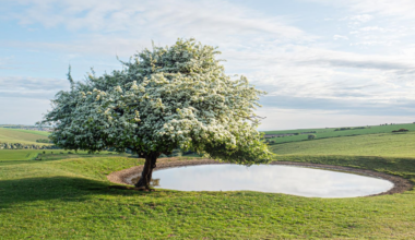 Tree Festival photo competition opens for entries – Brighton and Hove News