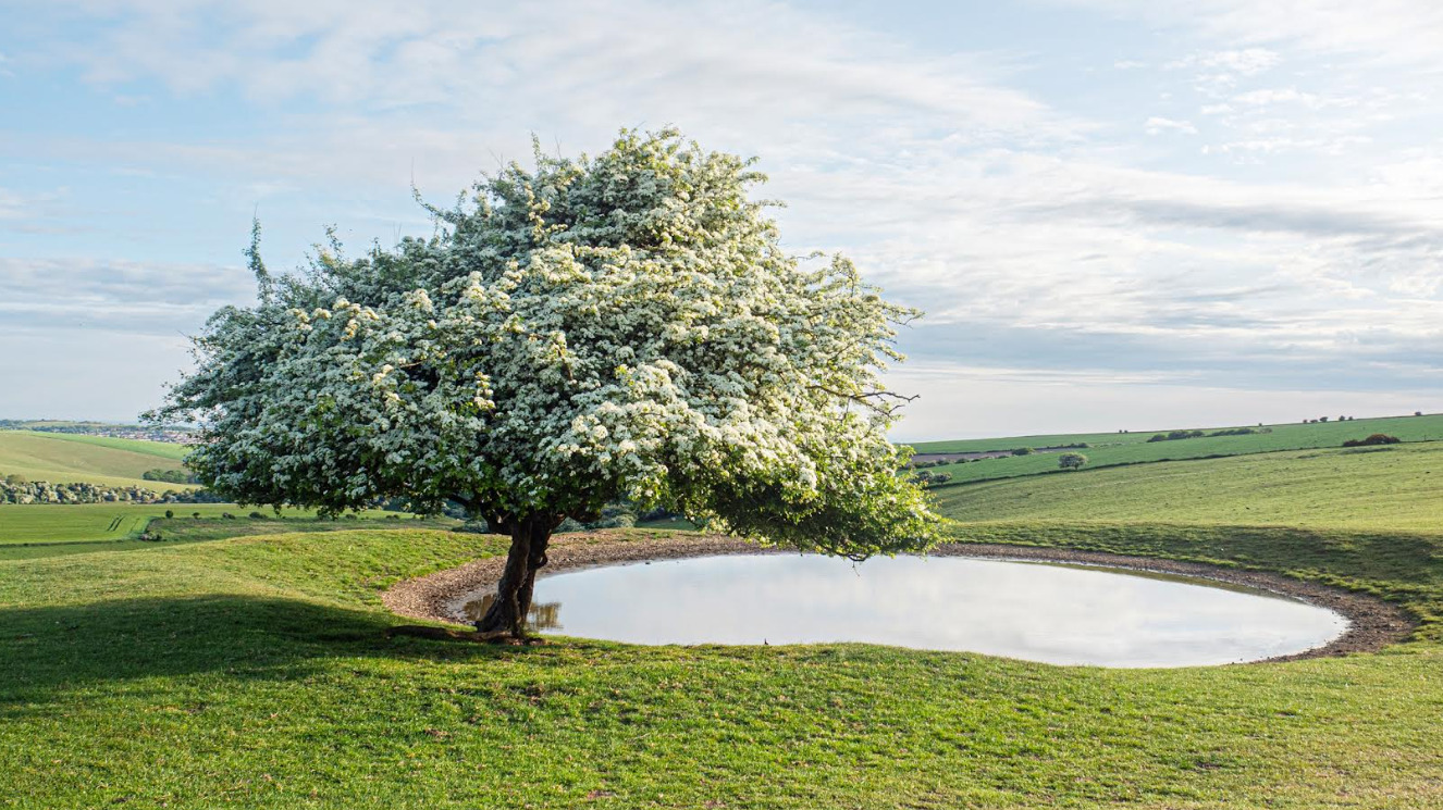 Tree Festival photo competition opens for entries – Brighton and Hove News