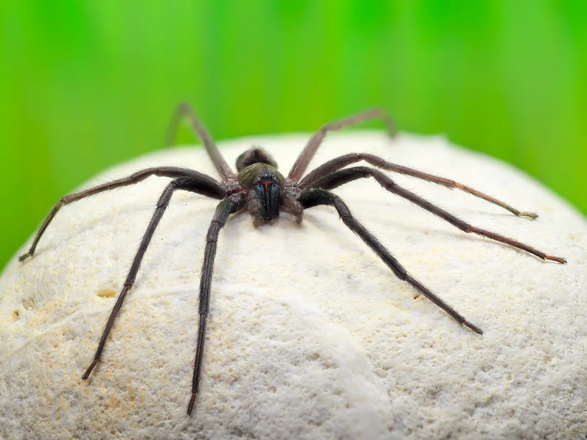 Close-up of cellar spider male on white stone.