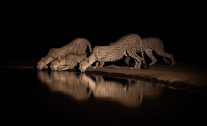 Three cheetahs are drinking water from a pond at night, their reflections visible on the water’s surface, illuminated against a dark, black background.
