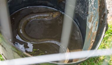 Eels rescued from drained Cooper Park pond in Elgin as improvement works paused