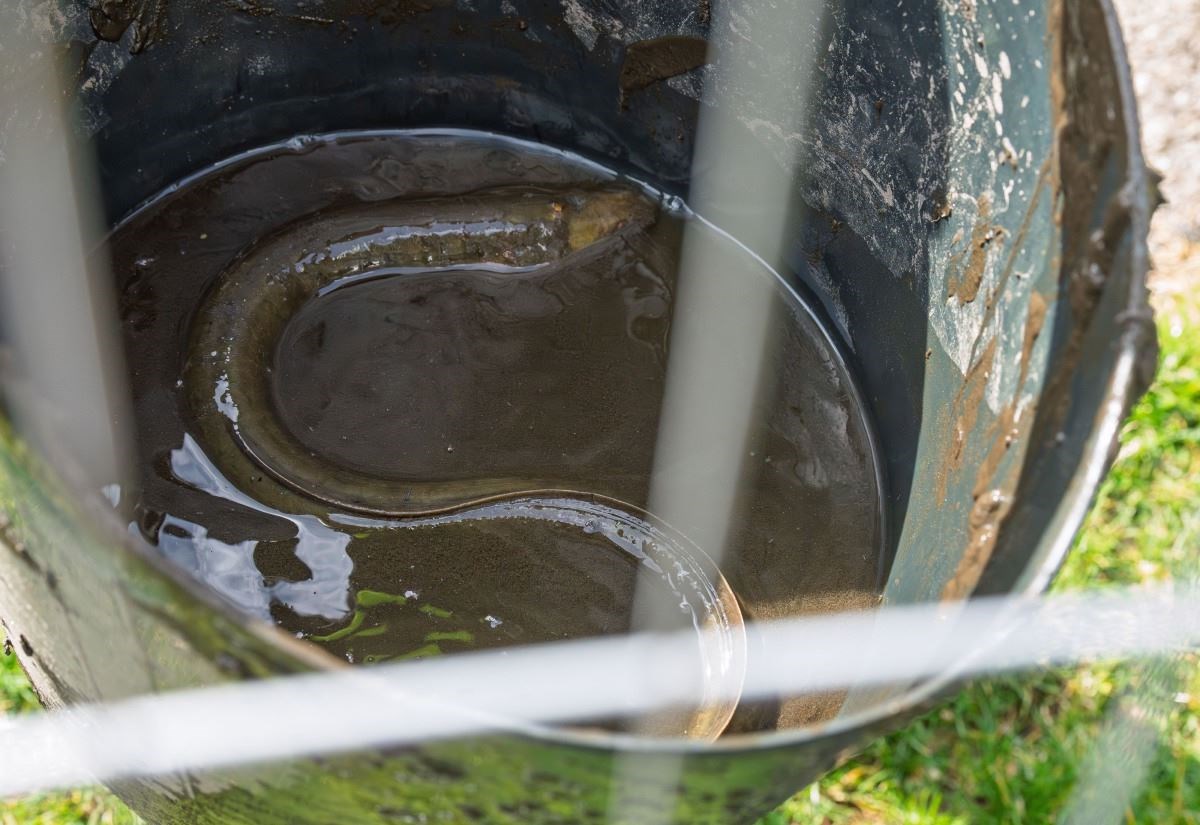 Eels rescued from drained Cooper Park pond in Elgin as improvement works paused
