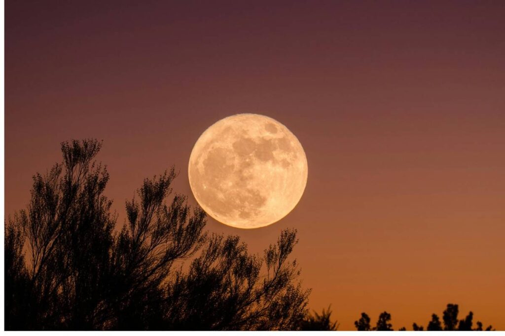 A full moon in a pinky/orangey sky, with some darks tree branches visible in the foreground.