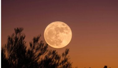 A 'micromoon' is set to peak over the UK this Friday night — here is the exact time to see the Flower Moon