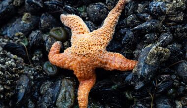 What are echinoderms
