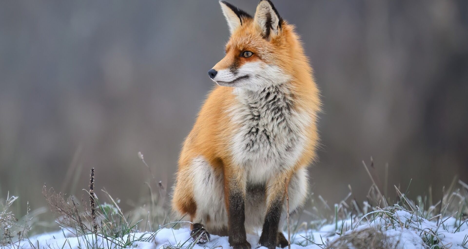 Foxes and birds are spreading antibiotic-resistant bacteria