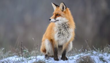 Foxes and birds are spreading antibiotic-resistant bacteria