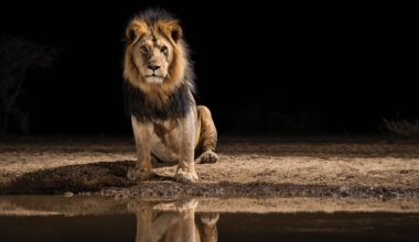 For me, there's nothing more exciting than photographing a lion that has never been photographed before!