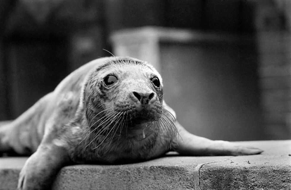 A grey seal is suspected of killing a dolphin off the Welsh coast, marking the first such fatal attack recorded in these waters