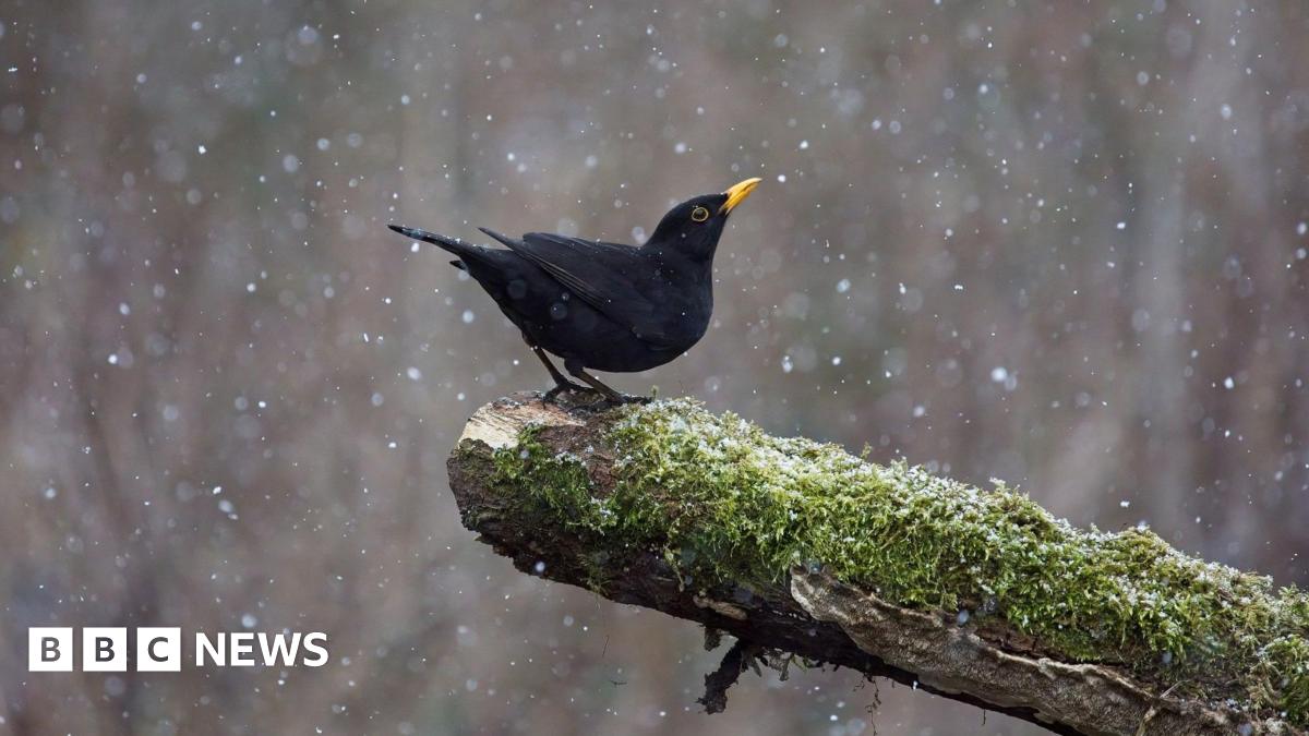 A blackbird perched on a mossy branch during a rain shower. The bird is all black with a bright yellow beak.
