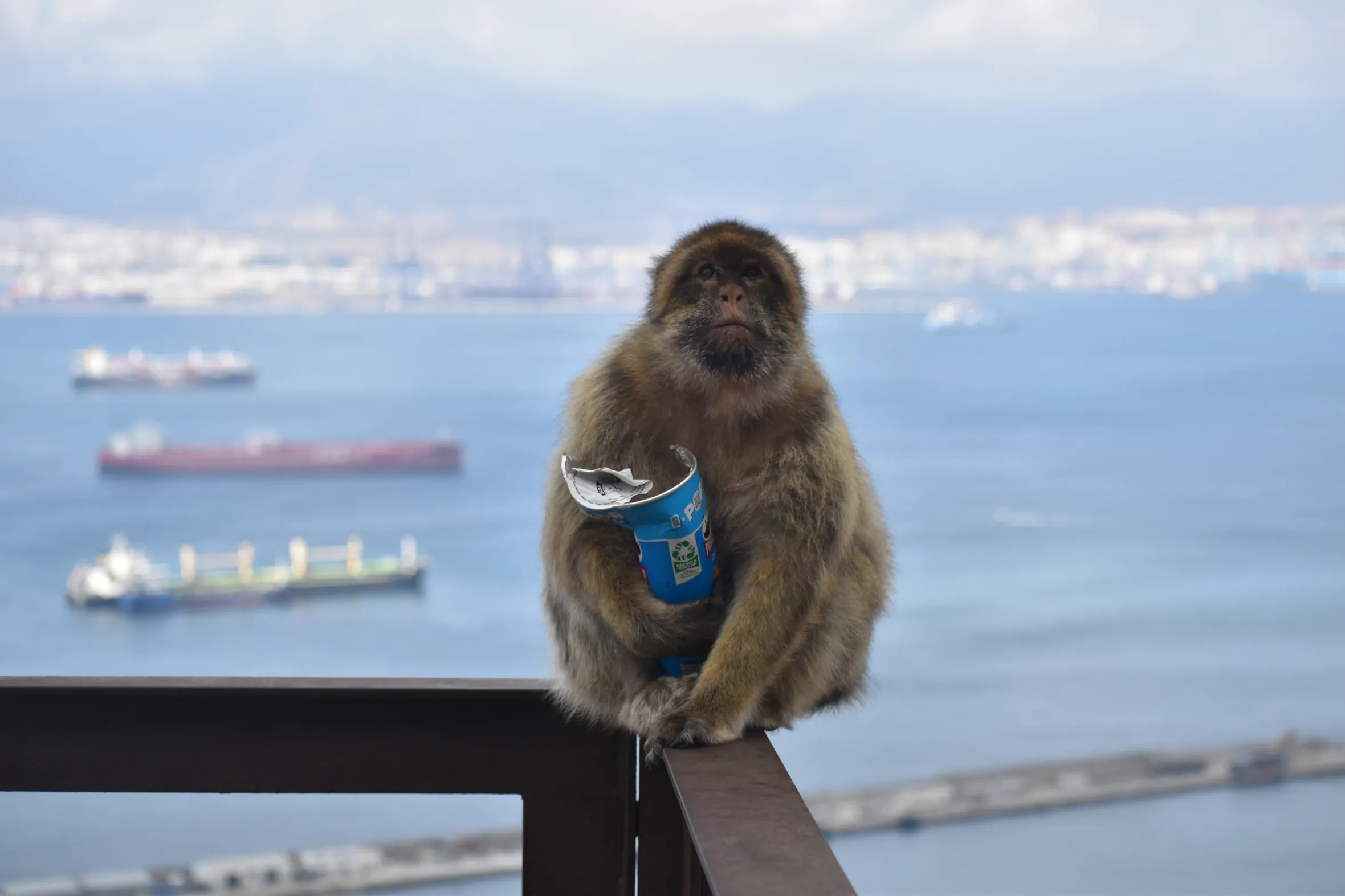 A macaque monkey on Gibraltar holding a tube of Pringles.