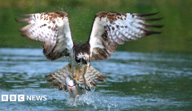 An osprey grabs a fish in its talons from Rutland Water.