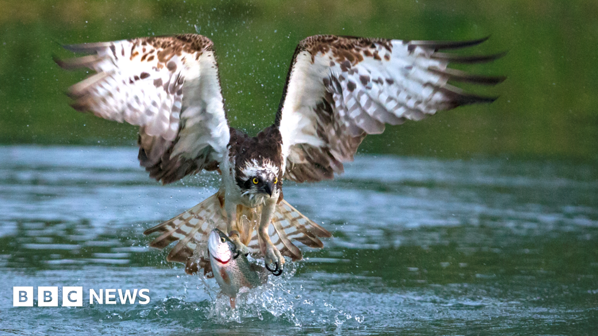 An osprey grabs a fish in its talons from Rutland Water.