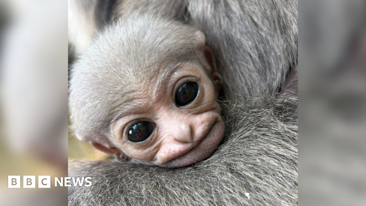 The photo shows a baby gibbon with large eyes, resting its head on the shoulder of another gibbon.