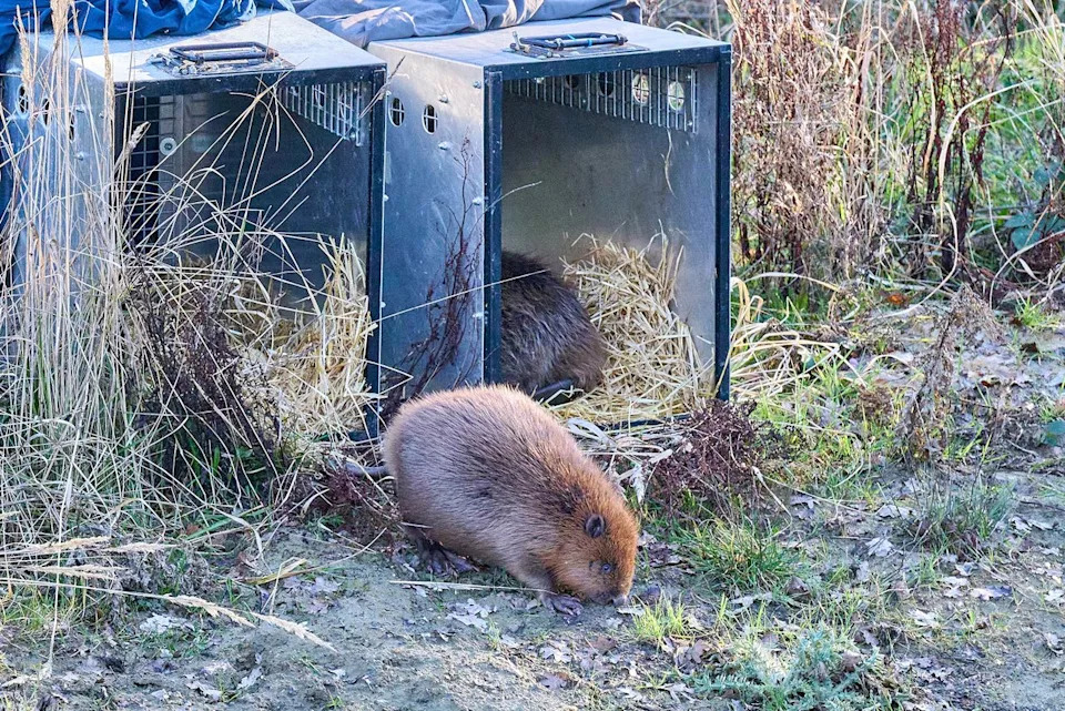 The beavers being released.Credit: SWNS