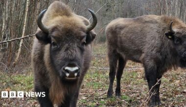 Brown bison in woodland. One is facing the camera and has three white patches on its nose, while the other is standing just behind it and has a small yellow tag on its ear.
