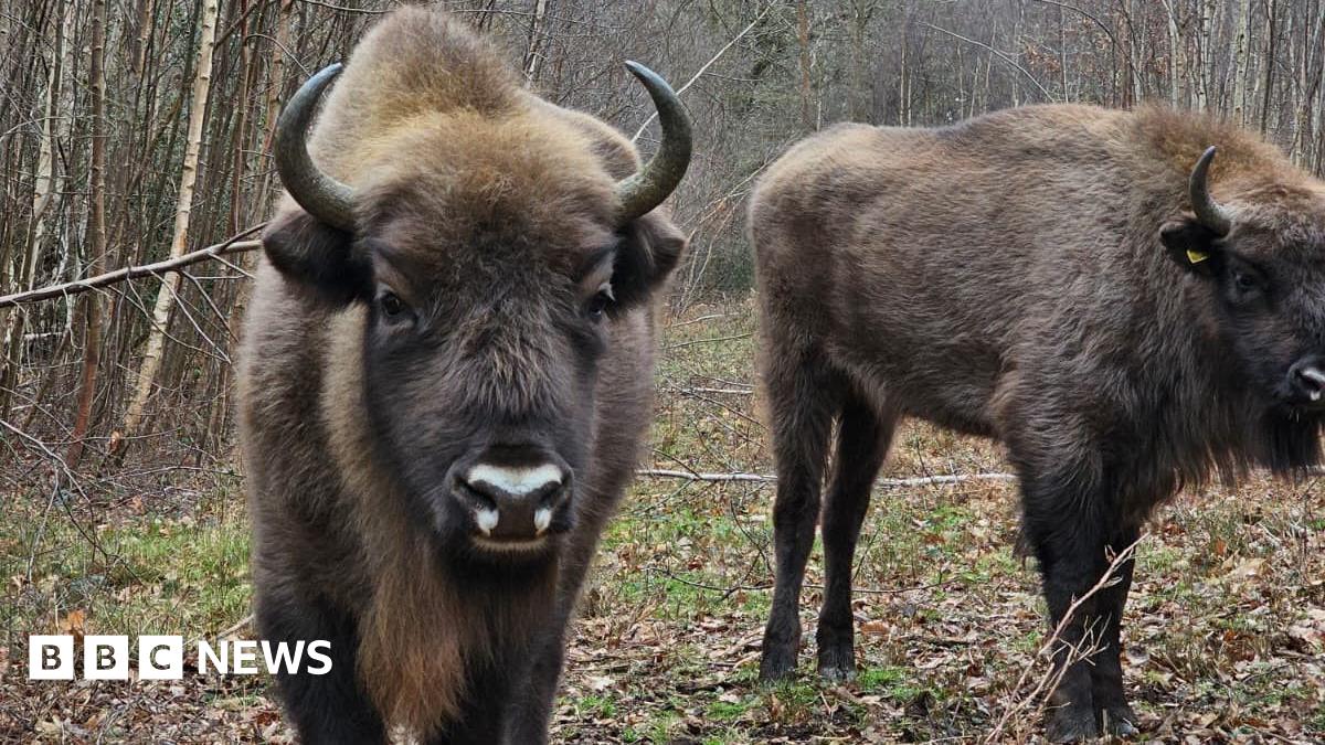 Brown bison in woodland. One is facing the camera and has three white patches on its nose, while the other is standing just behind it and has a small yellow tag on its ear.