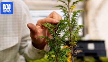 Ancient, critically endangered 'sterile' plant King's lomatia found for second time in Tasmanian wilderness
