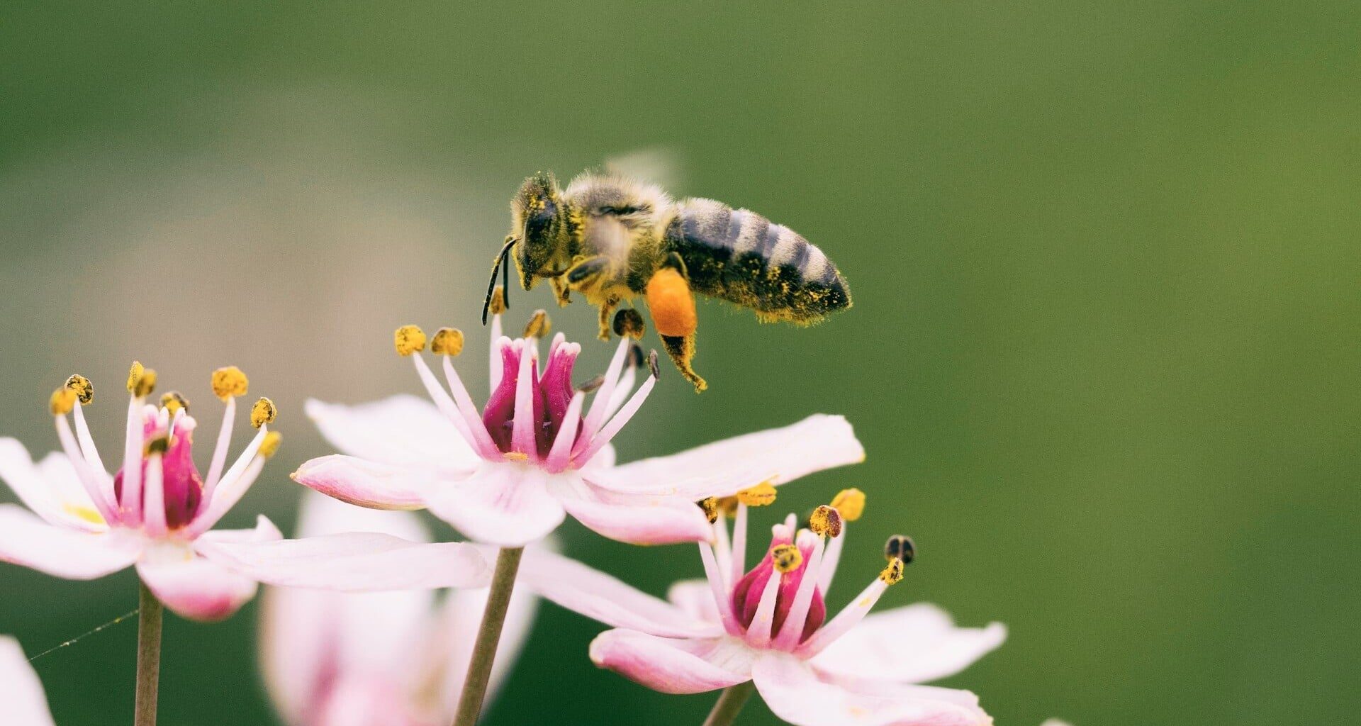 Bright idea shines hope on struggling pollinators