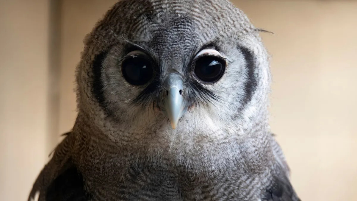 Yahoo lifestyle home