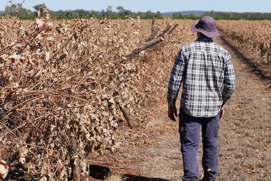 A man in a checked shirt walks beside dead grapevines