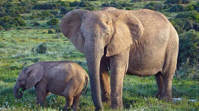 African elephants are becoming genetically isolated, and humans are the reason