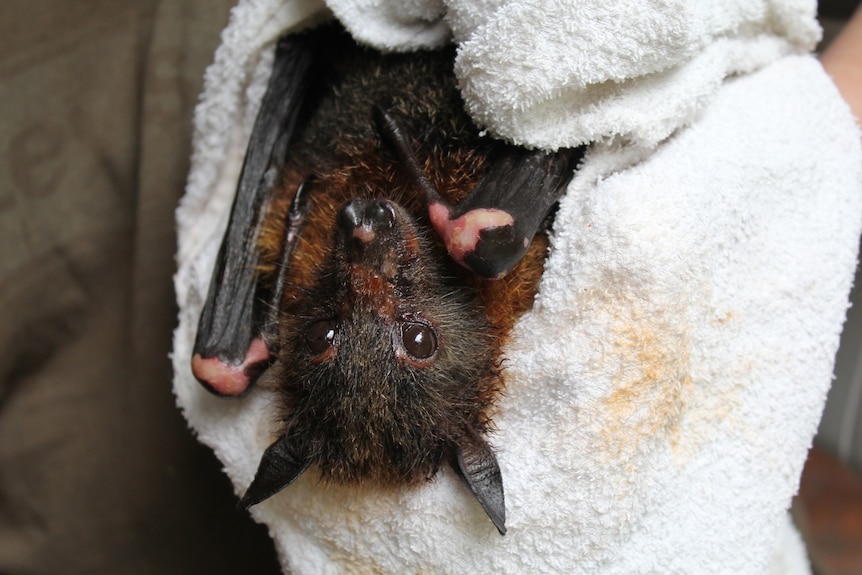 A bat with injuries to its wings and nose wrapped in a fleece blanket.