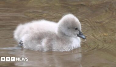 The image shows a fluffy grey cygnet, with a black beak, swimming in a river. The water is calm.