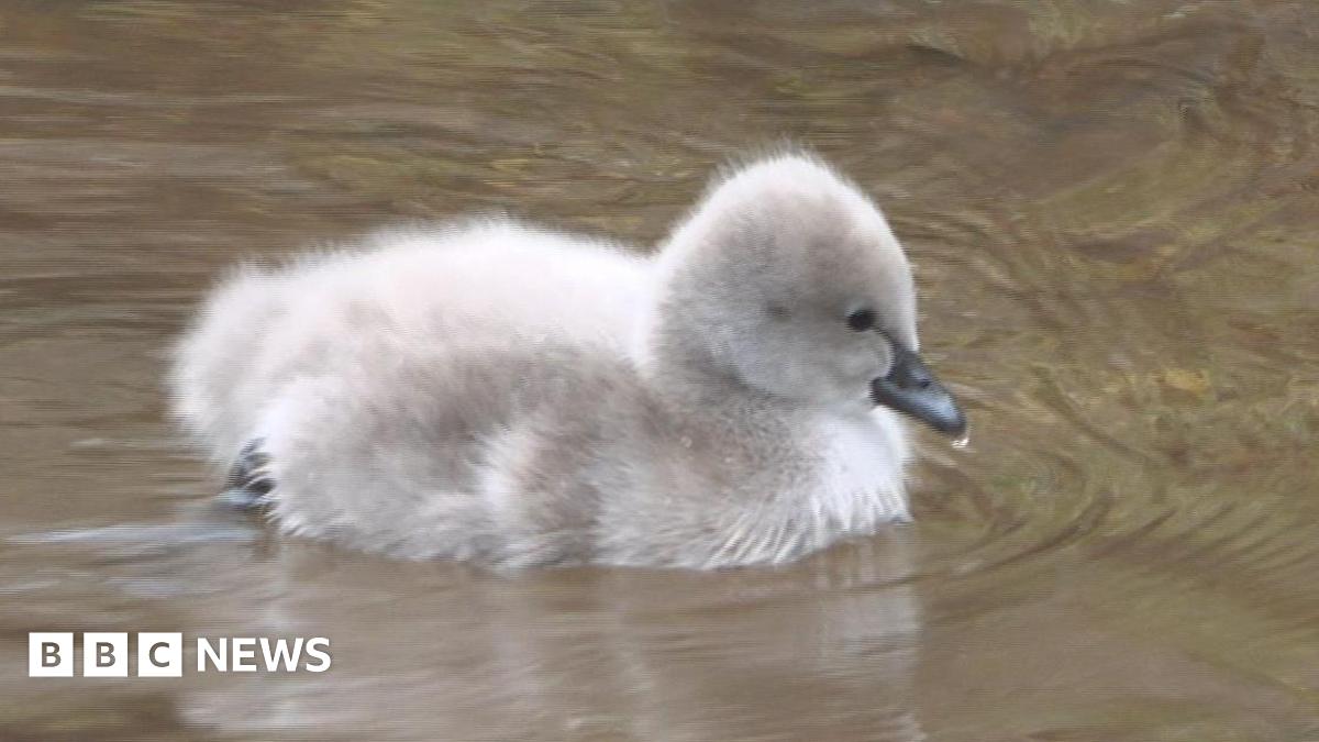 The image shows a fluffy grey cygnet, with a black beak, swimming in a river. The water is calm.