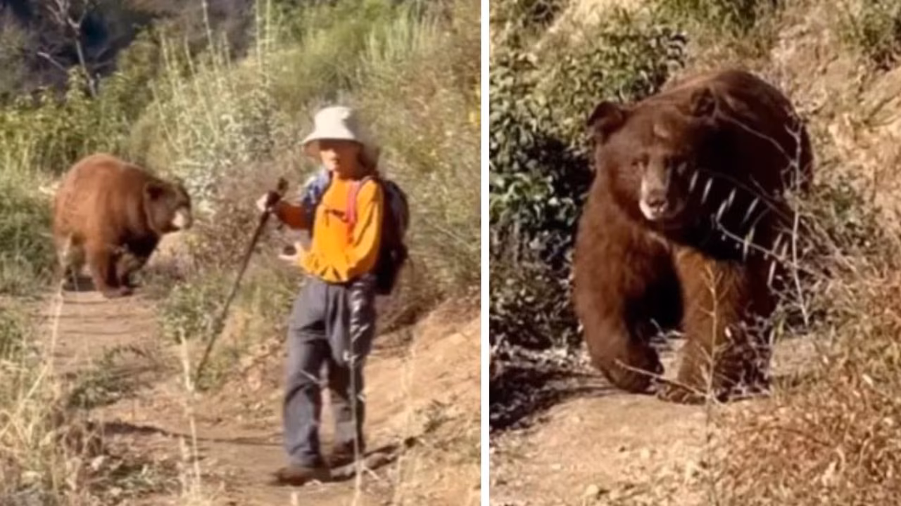 Terror as huge bear charges at hiker on popular trail