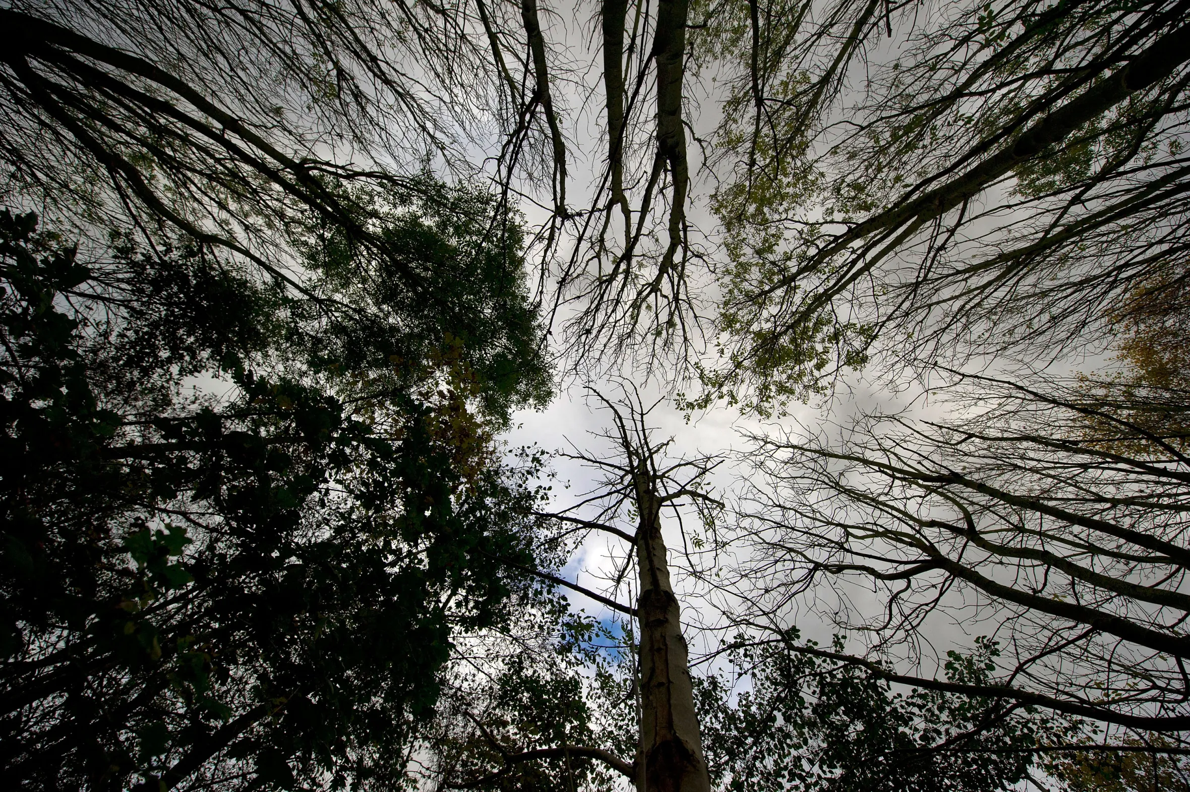 View looking up at tall trees, some with leaves and some bare, against a cloudy sky, showing signs of Ash Dieback disease.