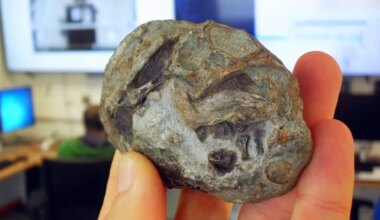 Scientists ‘thrilled’ to find egg laid by our distant ancestors