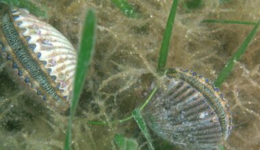 What the Scallop Knows | Psychology Today United Kingdom