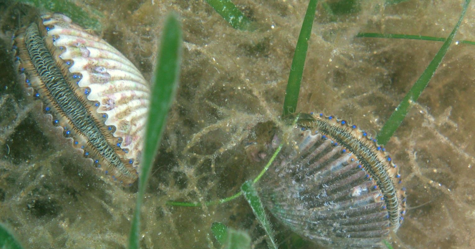 What the Scallop Knows | Psychology Today United Kingdom