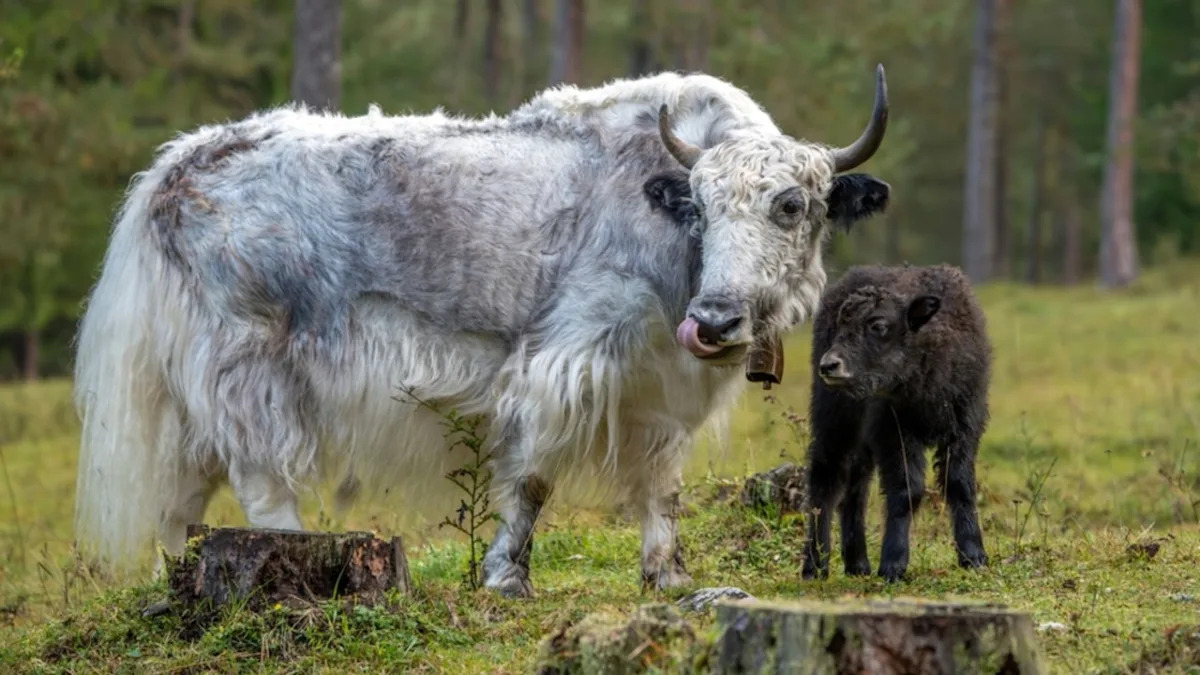 Yak Forgets Her Baby, and Her Reaction Upon Seeing Him Is Too Cute