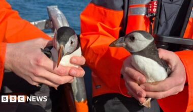 Two puffins being held by people in bright orange jackets