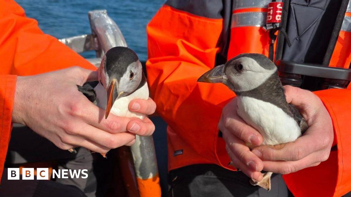 Two puffins being held by people in bright orange jackets
