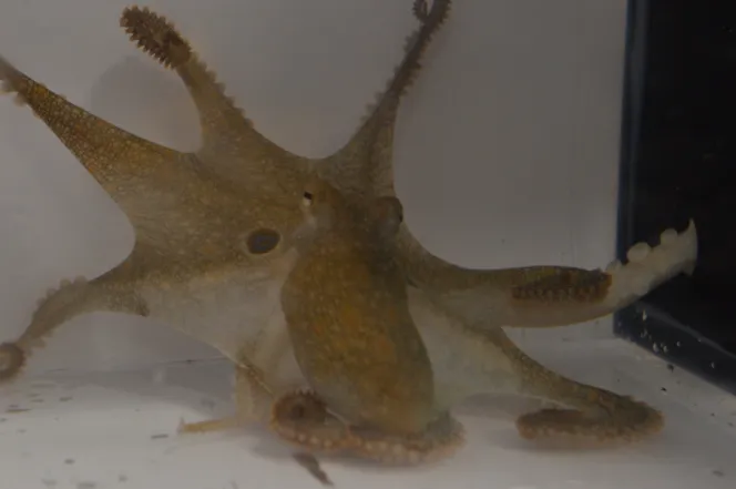 A California two-spot octopus mating using its hectocotylus.