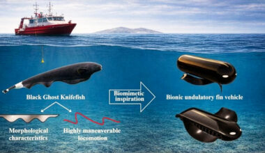 Black ghost knifefish swim without bending their bodies