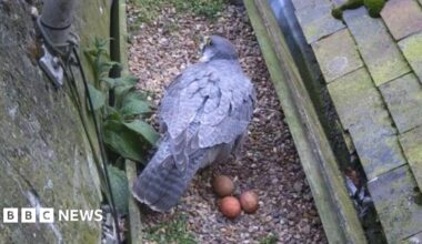 The leg of a person, who is wearing blue trousers, is stood near a shingle nest full of three eggs.