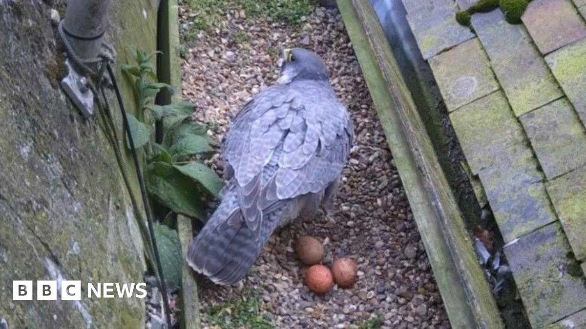The leg of a person, who is wearing blue trousers, is stood near a shingle nest full of three eggs.