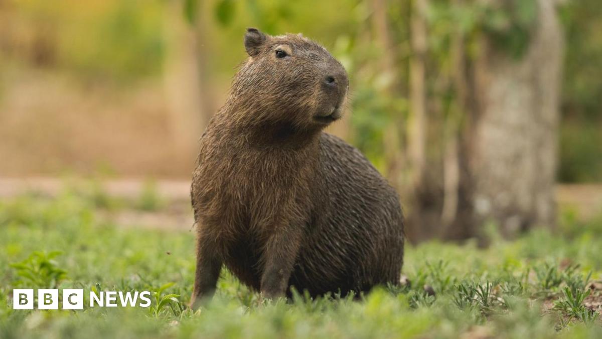 An action shot of a wallaby hopping down the road. The animal is pictured from behind.