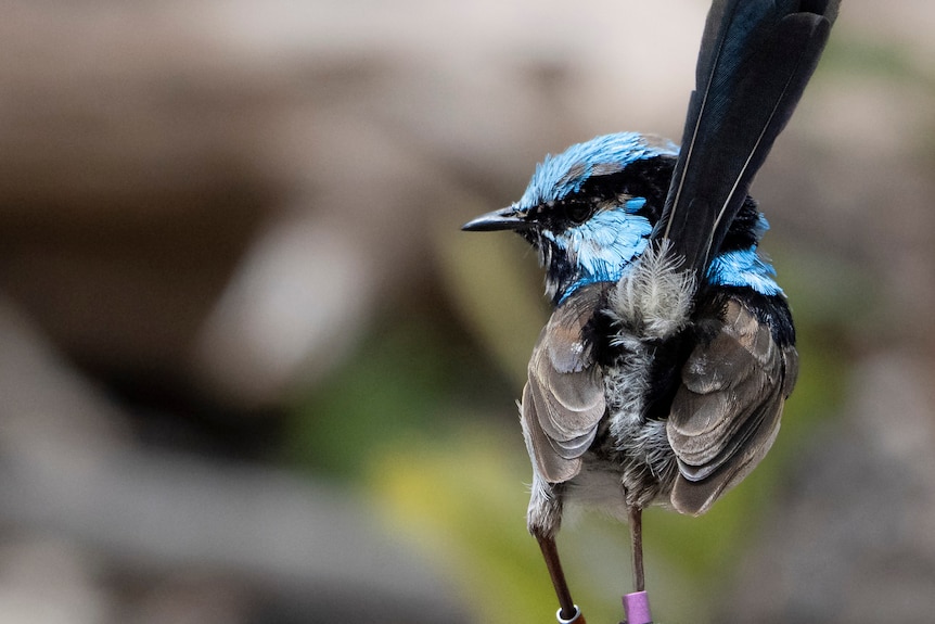A blue-headed wren with a pink leg band standing on a wide tree branch.