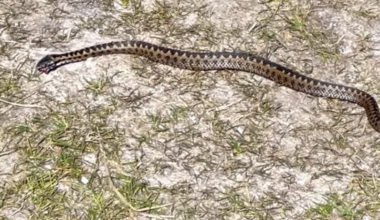 Dog walkers alerted as snake spotted on Gower walk
