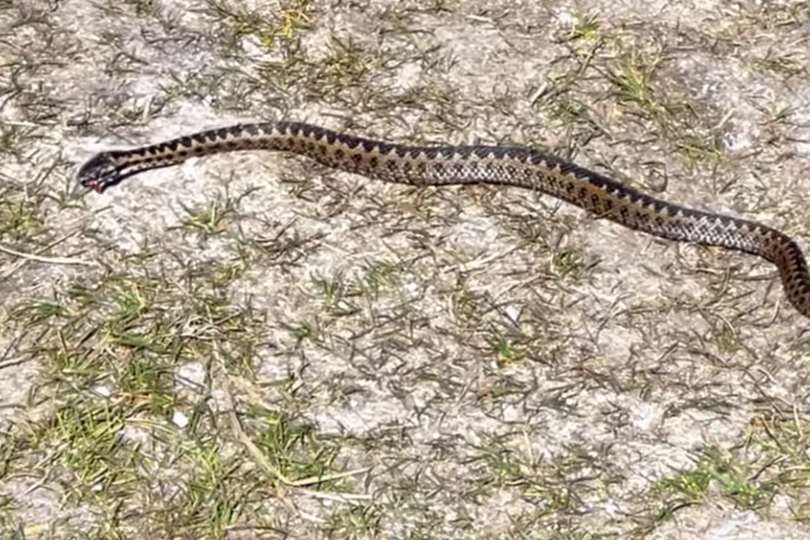 Dog walkers alerted as snake spotted on Gower walk