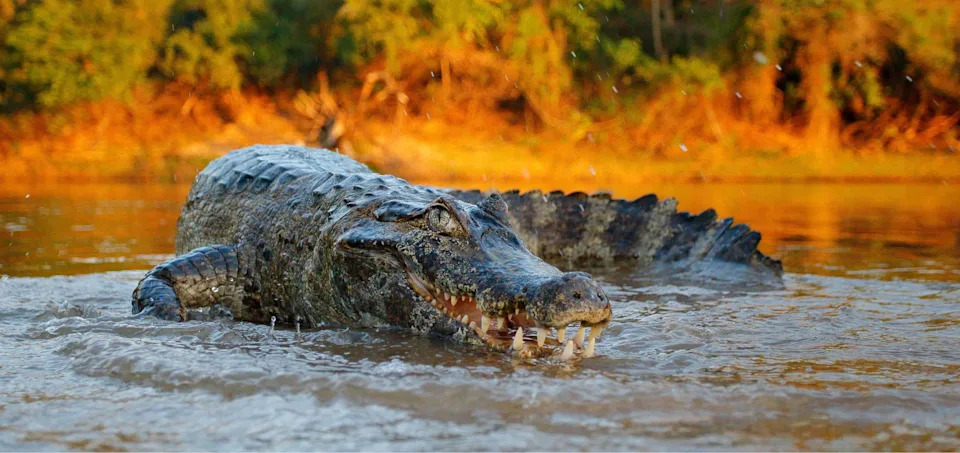 Yacare Caiman