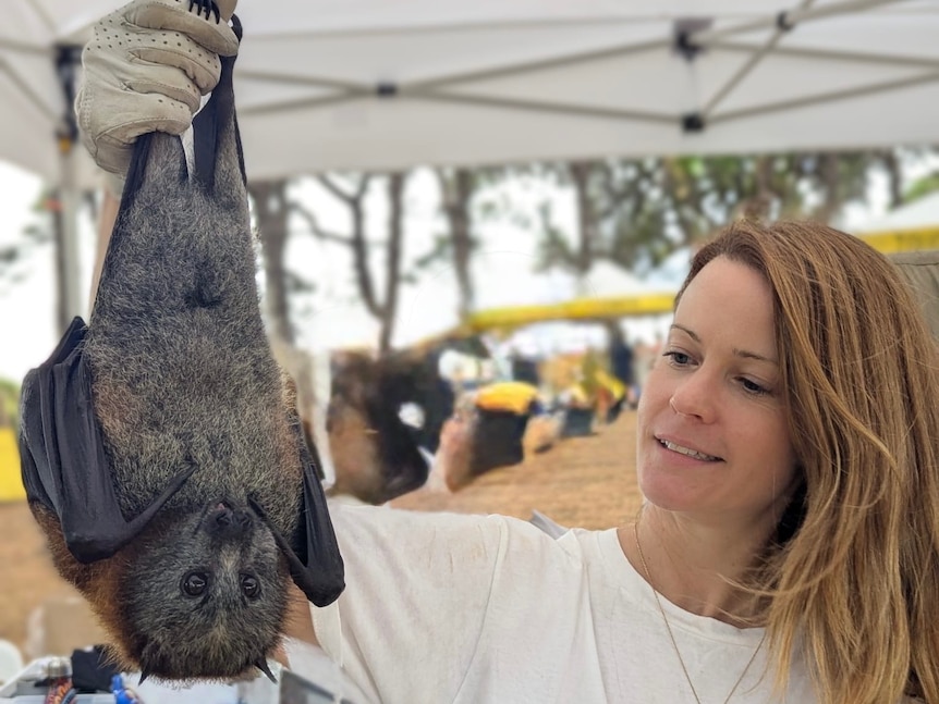 Ms Curran holding up a grey-headed flying fox which has its wings closed.