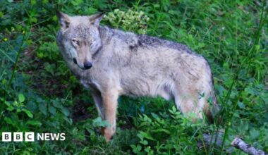 A wolf - which has a light tan and grey coat and light eyes - is seen stood on a sloping landscape among foliage in the Abruzzo National Park in Italy