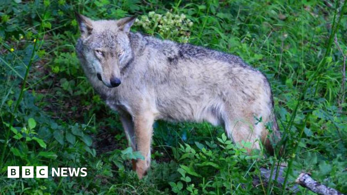 A wolf - which has a light tan and grey coat and light eyes - is seen stood on a sloping landscape among foliage in the Abruzzo National Park in Italy